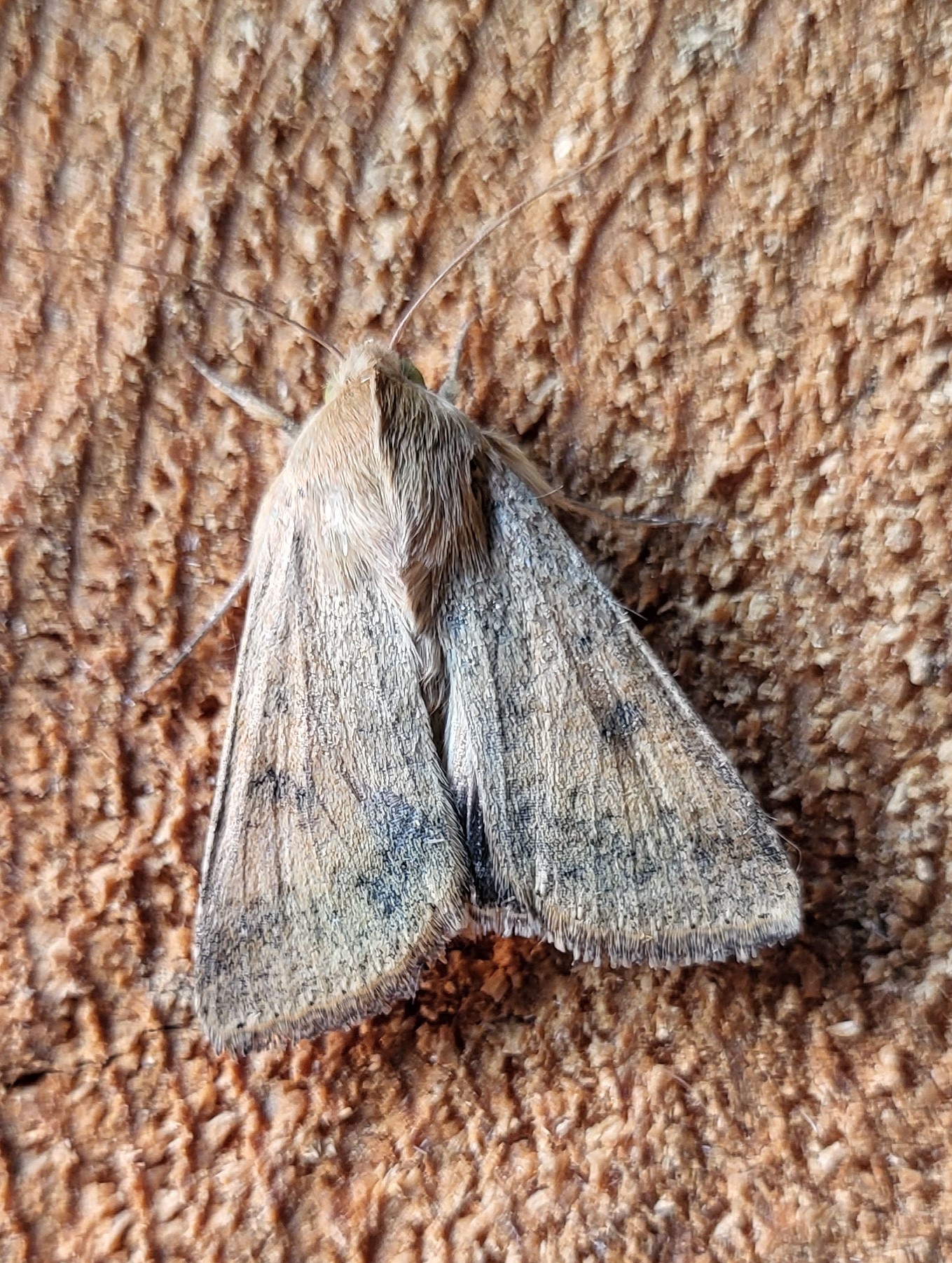 Photo of Scarce Bordered Straw (Helicoverpa armigera)